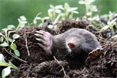 Mole Masters